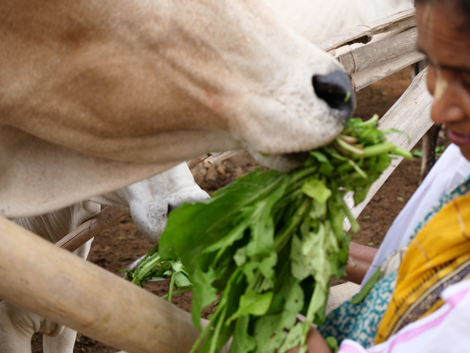  198 Gopashtami Radha kunda Govardhan 19.11.04